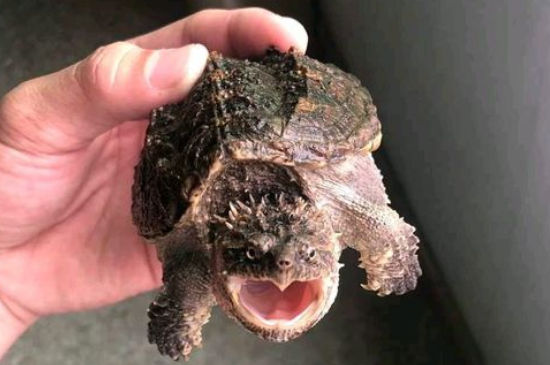 鳄龟临死前的征兆
