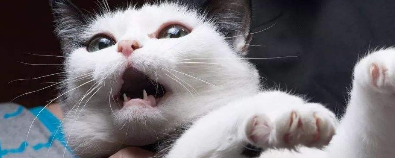 猫咪咕咕咕咕响到底是为什么