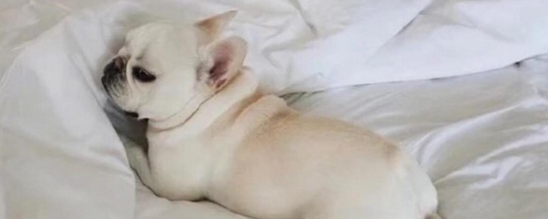法斗掉毛是什么原因