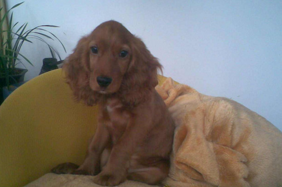 可卡犬怎么训练