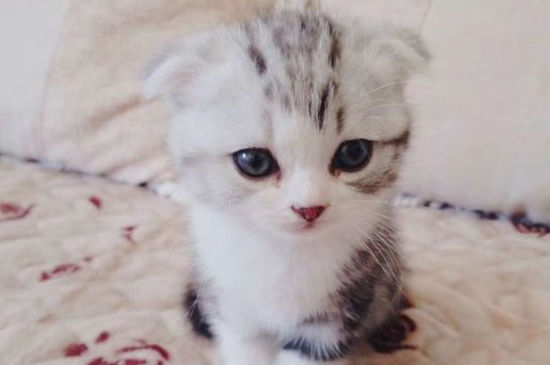 猫砂多久清理一次