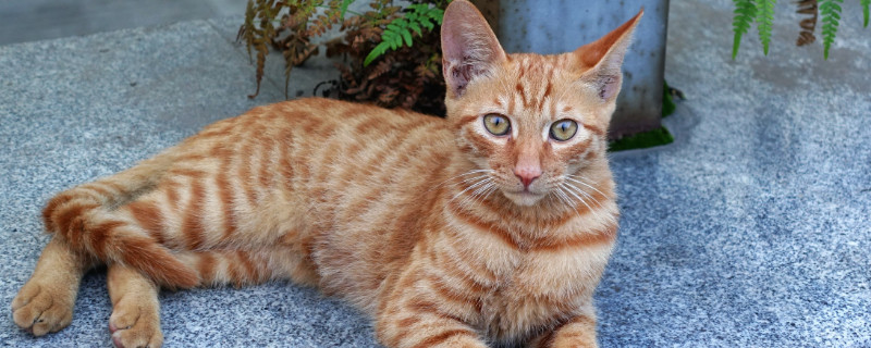 流浪小猫抓出一点点血