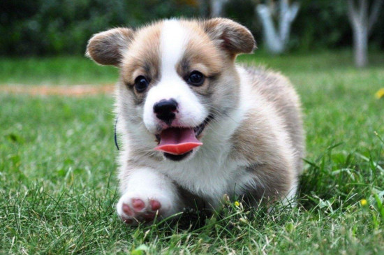 柯基犬可以吃人的饭吗