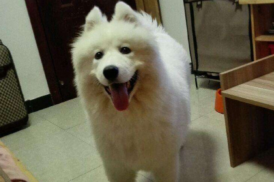 狗狗可以闻蚊香吗