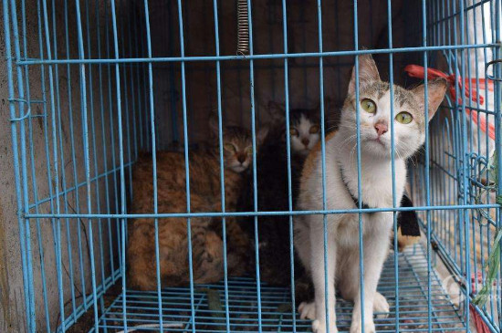 小猫关笼子里后果