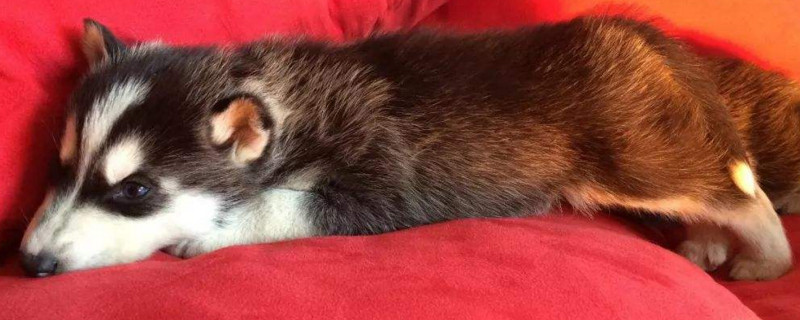 幼犬细小临死征兆