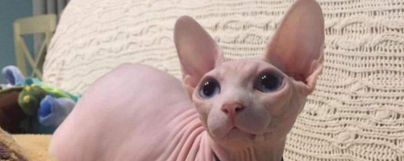 斯芬克猫怎样少出油