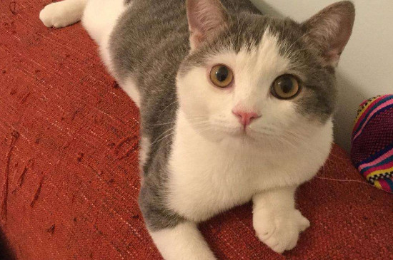 猫能不能吃鸭肉
