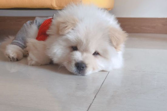 松狮感冒有什么症状