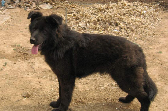 黑熊犬和黑狼犬哪个凶
