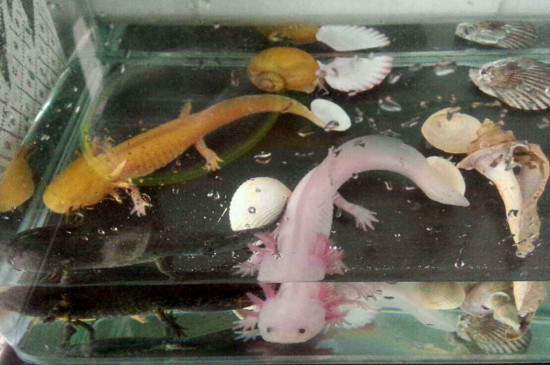 六角龙鱼怀孕征兆