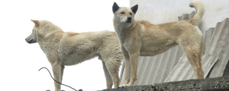 土狗记仇吗