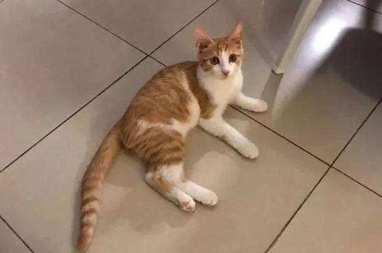 怎么让流浪猫跟你回家