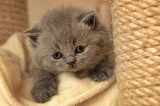 如何判断母猫流产