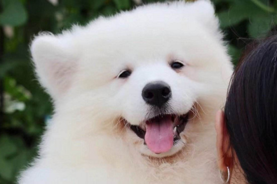 萨摩耶补钙吃什么