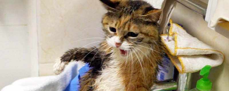 猫怕吹风机怎么吹干