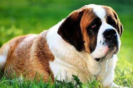 圣伯纳犬咬人吗