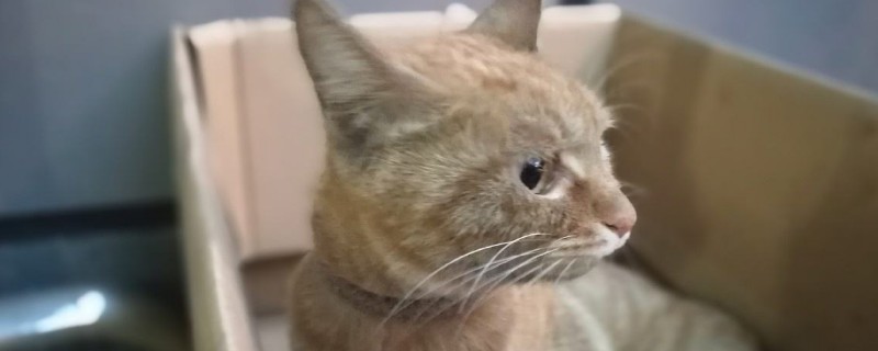 猫白血病会传染人吗