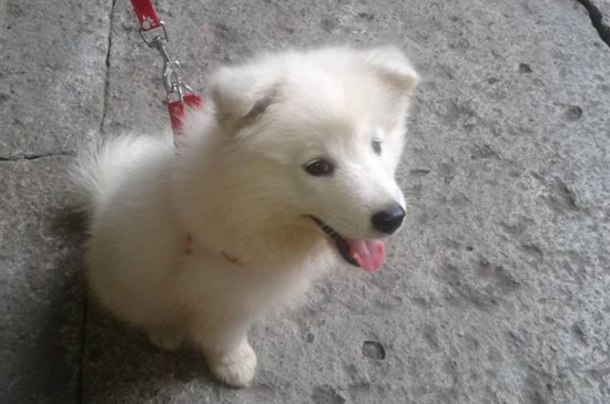 幼犬狗粮怎么泡