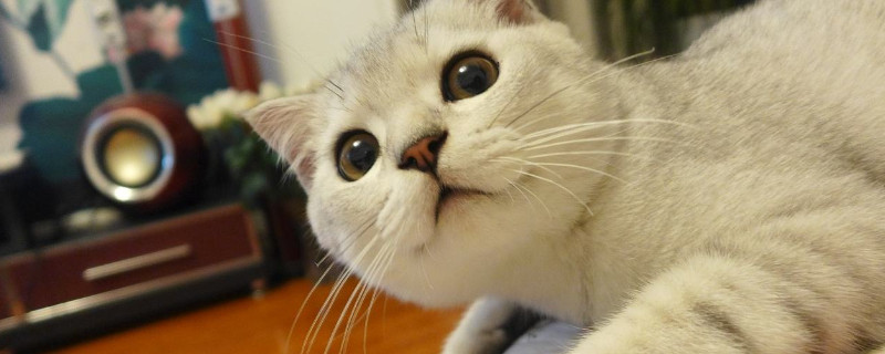 猫咪脚底毛用什么剪