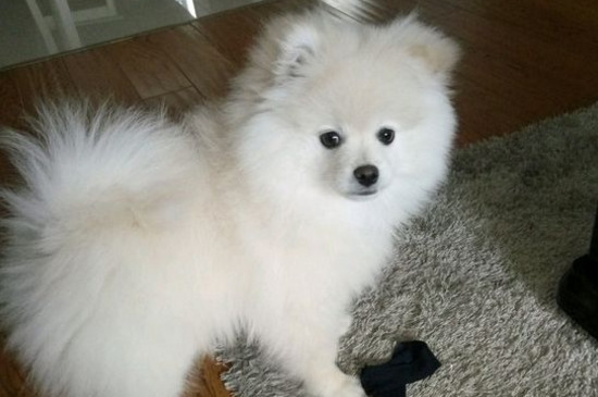 为什么说博美不好养