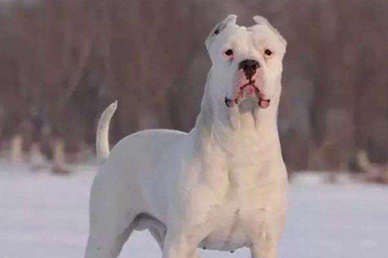 养杜高犬危险吗