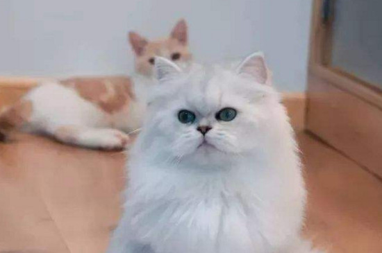 2个月小猫尿床怎么办