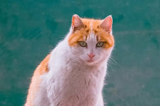 猫咪绝育后吃什么