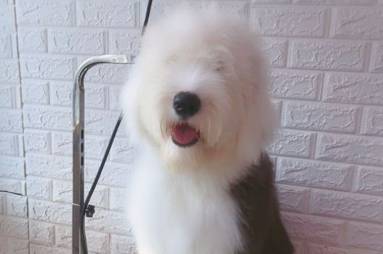 狗狗脚上长了个肉疙瘩
