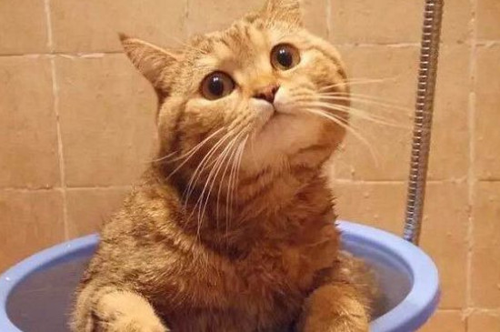 橘猫千万不能养，比较贪吃不爱运动导致很容易长胖