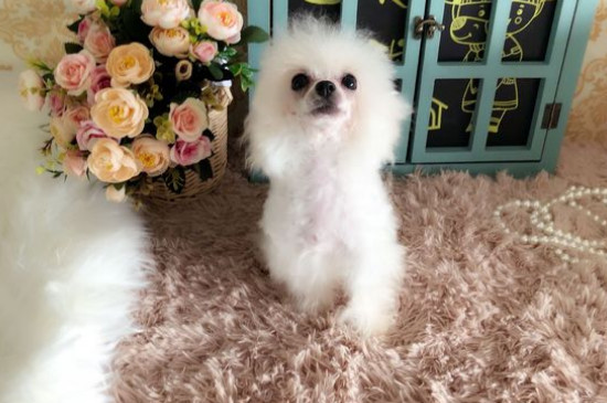 茶杯犬的价格一般是多少一只，幼犬市场售价在8000元
