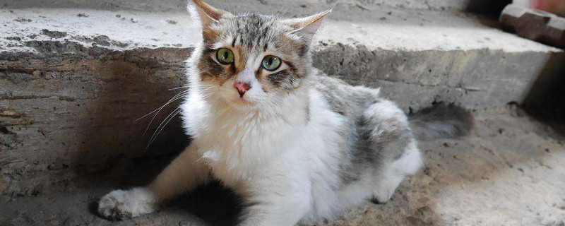 猫疫苗有哪些
