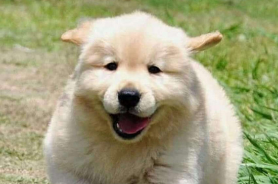 幼犬一天拉几次屎正常