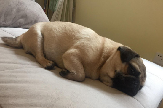 巴哥犬死前的症状