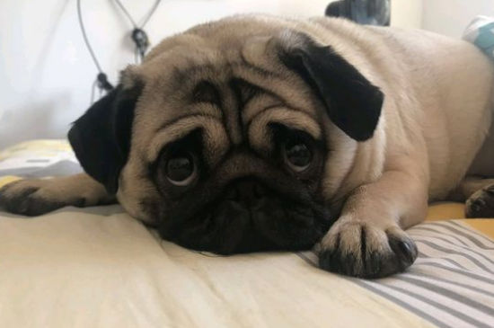 巴哥犬真的不叫吗