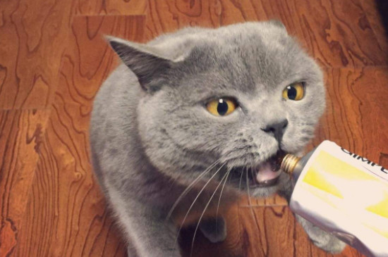 蓝猫为什么叫蓝猫