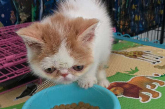养加菲猫攻略