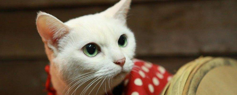 猫7天发一次情正常吗