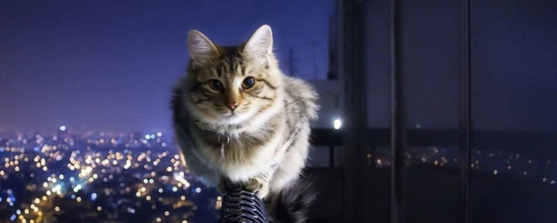 猫脖子掉毛