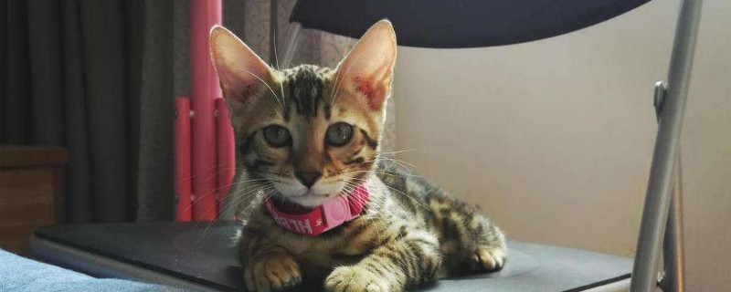 豹猫性格凶怎么办