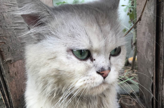 猫咪有黑色鼻屎正常吗