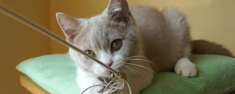 逗猫棒会让猫变得凶吗