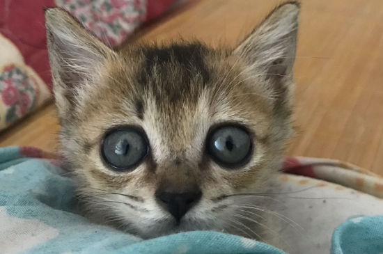 养猫可以在家熏艾灸吗