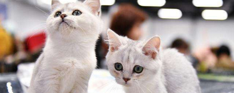 养多只猫注意事项