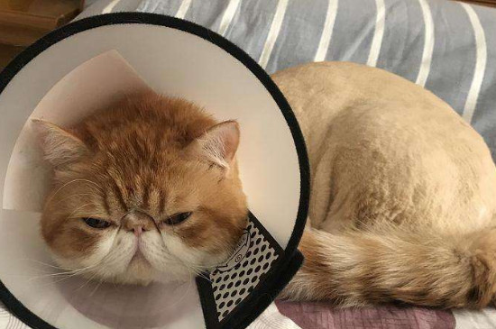 怎么判断公猫已经绝育