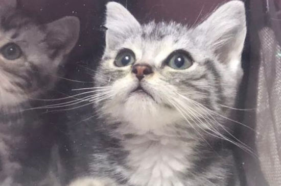 猫咪死后身体多久变硬
