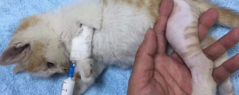 小猫骨折错位能自愈吗