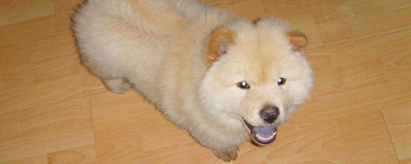狗狗突然掉毛厉害