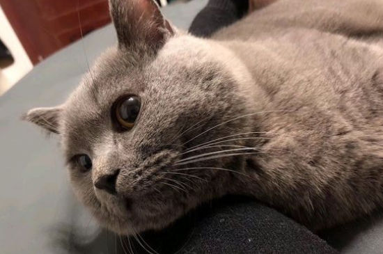 猫咪嗜睡食欲不振