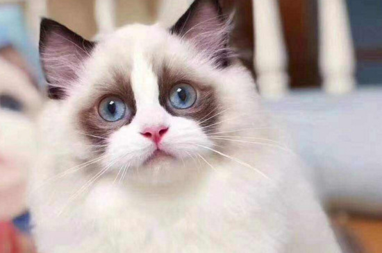 猫咪感冒流鼻涕